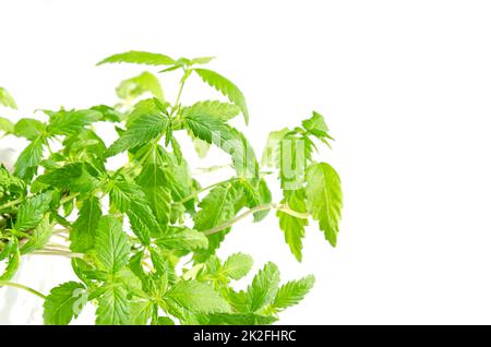 Junge Industriehanfpflanzen, Cannabis ruderalis, von oben Stockfoto