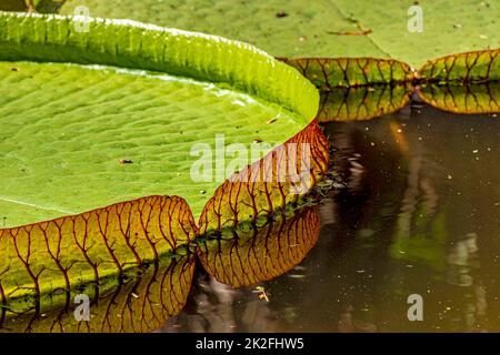 Große Wasserlilie, typisch für den Amazonas, mit ihrer charakteristischen kreisförmigen Form Stockfoto