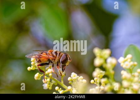 Biene auf einer Pflanze und ihren Blumen Stockfoto