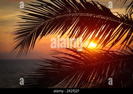 Ozean Sonnenuntergang über Palm Blätter sichtbar Stockfoto