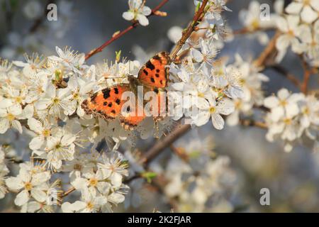 Der kleine Fuchs-Schmetterling auf den Blumen eines Obstbaums. Stockfoto