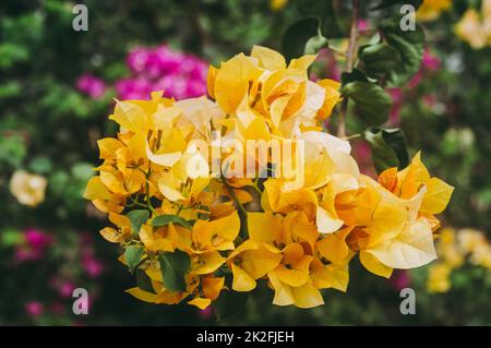 Bougainvillea Gelbe Blume Bunte Zierrebe Pflanze aus der Nähe. Hochwinkelansicht. Isoliert von grünen Blättern. Natur Hintergrund Stockfoto