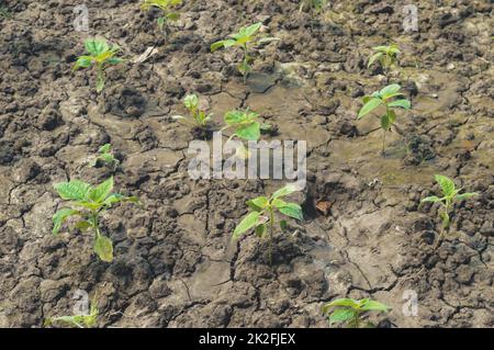 Landwirtschaft. Pflanzen anbauen. Pflanzenkeimling. Junge Babypflanzen wachsen in Keimsequenz auf fruchtbarem Boden Hintergrund Stockfoto