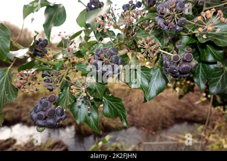 reife FrÃ¼chte an einem Efeu (Hedera Helix) Stockfoto