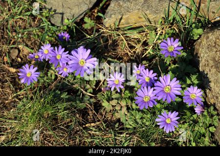 Balkan-WindrÃ¶schen (Anemone blanda) - blÃ¼hende Pflanze Stockfoto