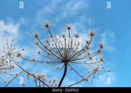 Trockene Pastinaken-Pflanze gegen den blauen Himmel Stockfoto