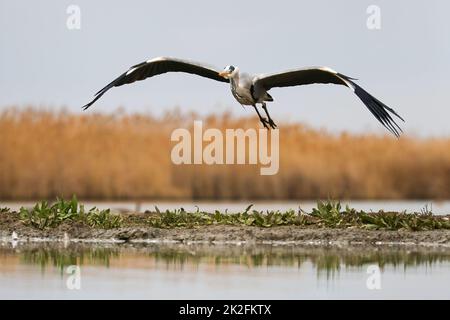 Graureiher fliegen über das Feuchtgebiet in der Frühlingsnatur Stockfoto