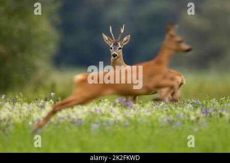 Rehe, die auf der Wiese vor ihm hüpfen wollen. Stockfoto