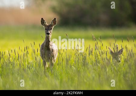 Reh Weibchen nähern sich im Frühlingssonne auf der Wiese Stockfoto