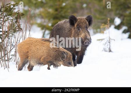 Ein Paar Wildschweine, die im Winter auf dem weißen Wald stehen Stockfoto