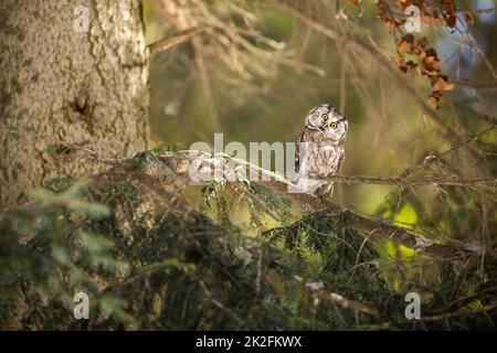 Neugierige boreale Eule, die auf einem Ast sitzt und im Wald in die Kamera schaut Stockfoto