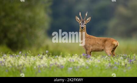 Rehe stehen im Sommer auf der Wiese mit Kopierplatz Stockfoto