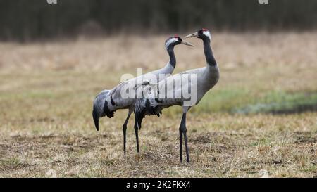 Paar gemeinsame Kran beobachten auf trockenem Grasland im Frühjahr Stockfoto