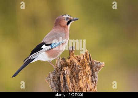 Eurasischer eichelhäher, der im Herbst von der Seite auf dem Stumpf sitzt. Stockfoto