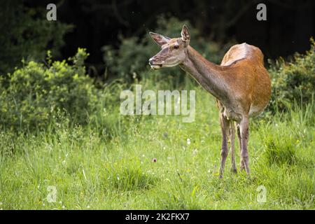Interessierte Rothirsche schauen im Frühjahr auf Grasland Stockfoto