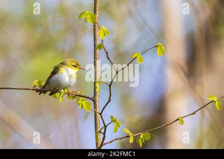 Niedlicher Willow-Waldsänger, der im Frühling in einem aufkeimenden Baum sitzt Stockfoto