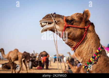 Kamele in Pushkar Mela Camel fair in Rajasthan Stockfoto
