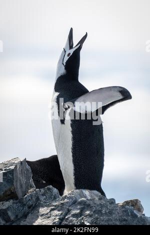 Pinguin mit Kinnriemen auf Felsklauen am Himmel Stockfoto