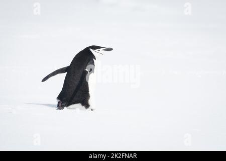 Kinnriemen-Pinguin läuft bei Sonnenschein über Schnee Stockfoto