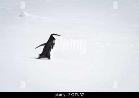 Der Pinguin mit Kinnriemen geht nach rechts über den Schnee Stockfoto