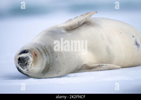 Nahaufnahme der Krabbenrobbe, die auf dem Eisberg liegt Stockfoto