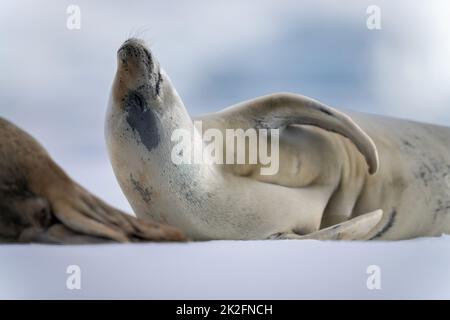 Nahaufnahme der Krabbenfehaltung, die auf dem Eisberg ruht Stockfoto