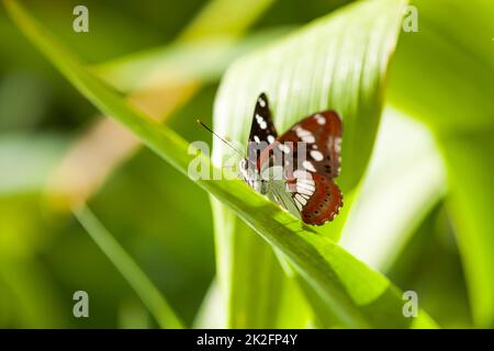 Weißer Admiralschmetterling (limenitis arthemis) auf grünem Blatt Stockfoto