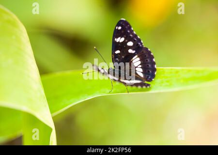 Weißer Admiralschmetterling (limenitis arthemis) auf grünem Blatt Stockfoto
