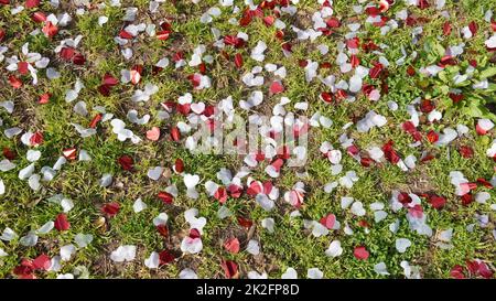 Konfetti gingen nach der Party. Rote und weiße Papierherzen auf grünem Gras. Stockfoto