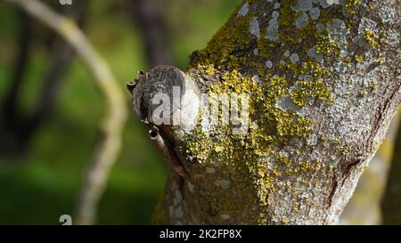 Alter Baumstamm mit gelbem Moos darauf und Schnitt Ast. Stockfoto