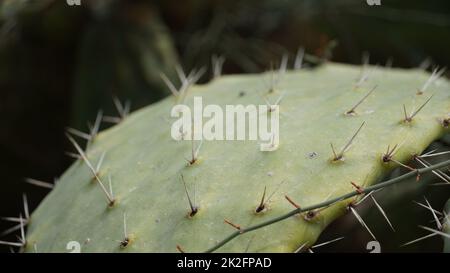 Sabra Kaktuspflanze, Israel. Opuntia Kaktus mit großen flachen Pads und roten dornigen essbaren Früchten. Stachelige Birnen Früchte Stockfoto