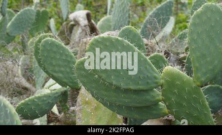 Sabra Kaktuspflanze, Israel. Opuntia Kaktus mit großen flachen Pads und roten dornigen essbaren Früchten. Stachelige Birnen Früchte Stockfoto