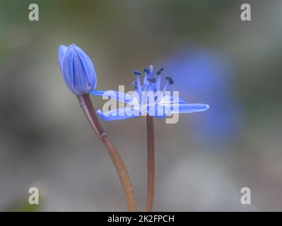 Scilla oder Squill blaue Blume und Birne Stockfoto