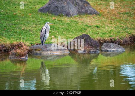 Grauer Reiher Ardea cinerea auf Stein in der Nähe von Wasser Stockfoto