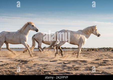 Weiße Pferde sind galoping im Wasser alle über das Meer in der Camargue, Frankreich. Stockfoto