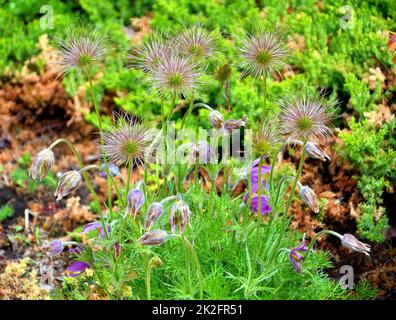 Die Blume ist ein Frühjahrsshooting (Latin Pulsatilla vernalis), das bereits verblasst ist Stockfoto