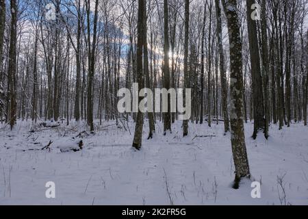 Bäume schneten danach Schneesturm Stockfoto