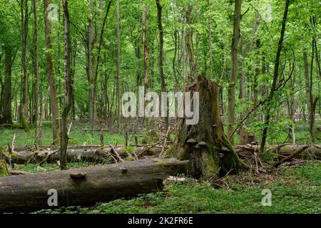 Frühlingsweinstand mit alten gebrochenen Fichten Stockfoto