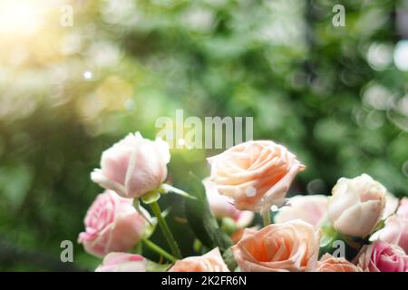 Schöne weiche Fokus rosa Pastellrosen im Sonnenlicht als Ein verschwommenes Blumenmuster Stockfoto