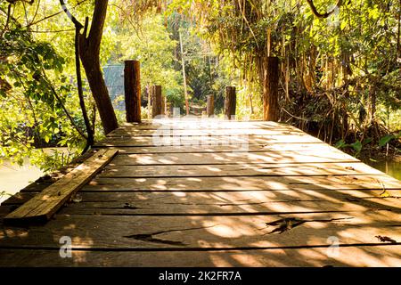 Morgensonne durch Bäume Holzbrücke im tropischen Regenwald Stockfoto