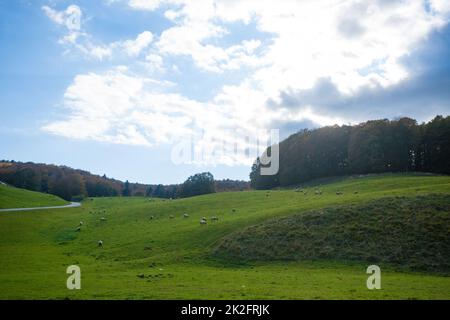 Cansiglio Wald Herbstansicht. Naturlandschaft Stockfoto