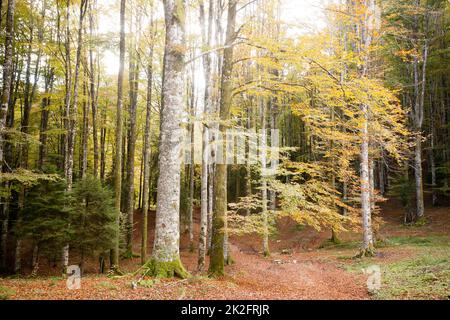 Cansiglio Wald Herbstansicht. Naturlandschaft Stockfoto