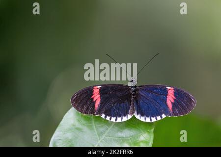 Dorsalansicht des roten Postmanns (Heliconius erato) Schmetterlings Stockfoto