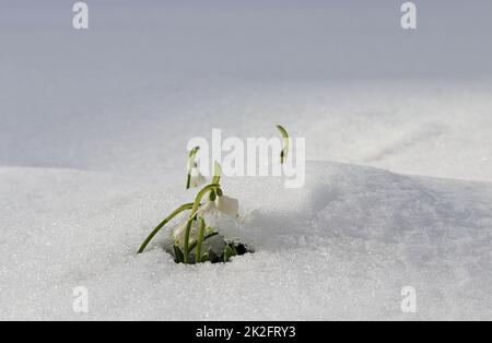 Schneefall im Frühling. Marigold auf der Wiese unter kaltem Schnee Stockfoto