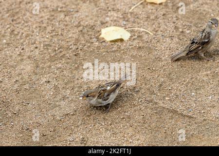 Spatzen im Sand. Stockfoto