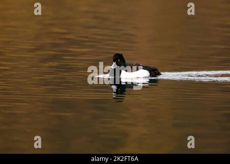 Eine getuftete Ente auf einem Fluss Stockfoto