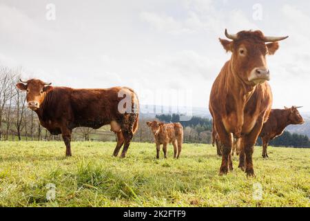 Gruppe von Kühen auf grüner Grasweide Stockfoto