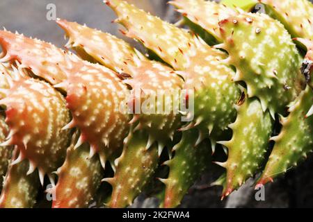 Aloe juvenna Stockfoto