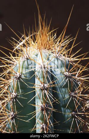 Cactus pilosocereus pachycladus Stockfoto