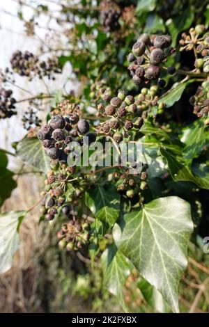 reife FrÃ¼chte an einem Efeu (Hedera Helix) Stockfoto